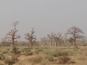 Baobab-Bäume in Mali