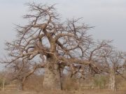 Baobab-Wald