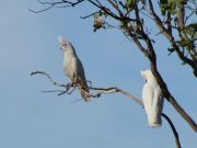Weiß Kakadu
