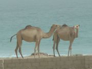 Die Wüste geht bis zum Meer - darum auch Kamele am Meer