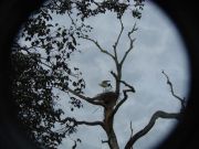 Jabiru-Storch am Nest