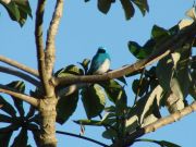 Vogel „Swallow Tanager“
