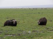 Büffel im Sumpf