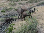 Elefanten um der Wasserstelle