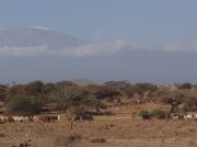 Massai mit ihren Rinerherden - im Hintergrund der Kilimandscharo