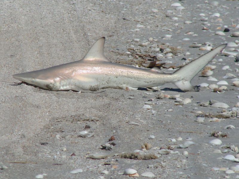 Gefangener Hai an der Eighty Mile Küste
