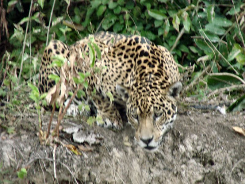 Jaguar am Rio Cuiaba
